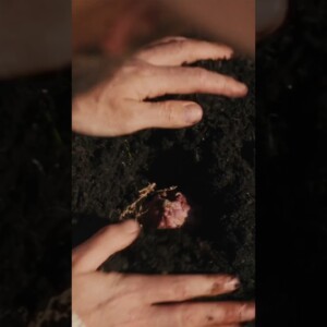 Your Lawn Is Wasted Space Turn It Into A Farm 🌿🧑🏽‍🌾 #Shorts