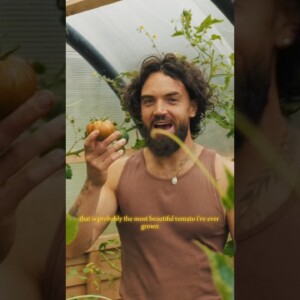 I’ll never eat supermarket tomatoes ever again! 🤢 how to grow your own! #shorts